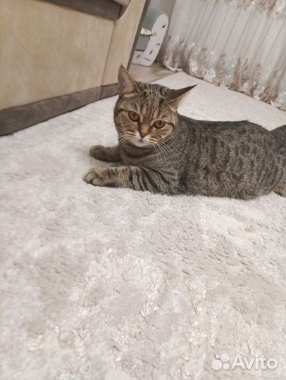 Кошка