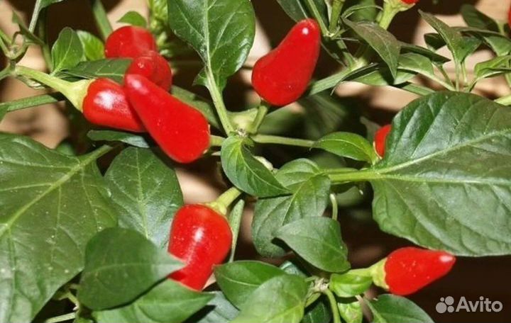 Перец острый комнатный семена