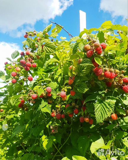 Саженцы малины