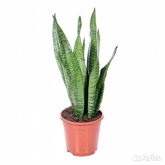 Укорененные отростки комнатных цветов