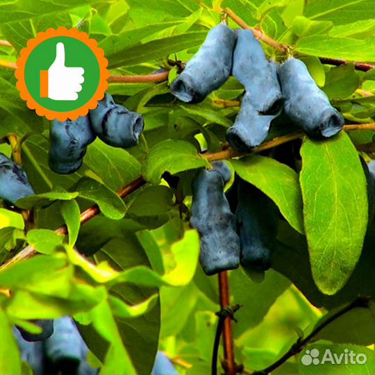 Саженцы Жимолость Амфора