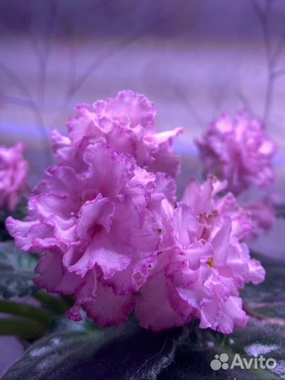 Фиалка черенки детки