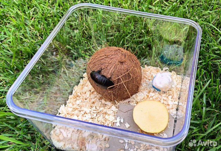 Мадагаскарский таракан Готовый домик с инструкцией