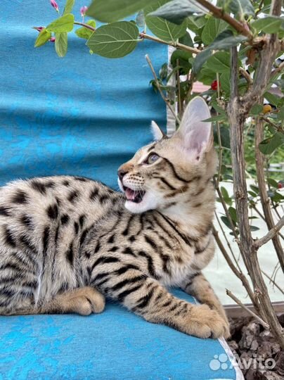 Саванна Ф2 котята с черными носами