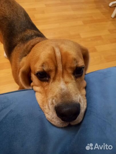 Зоогостиница для кошек