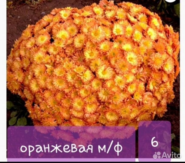 Хризантемы мультифлора курган