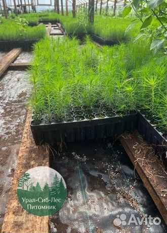 Сосна зкс окс сеянцы Ель Лиственница Голуб Горная