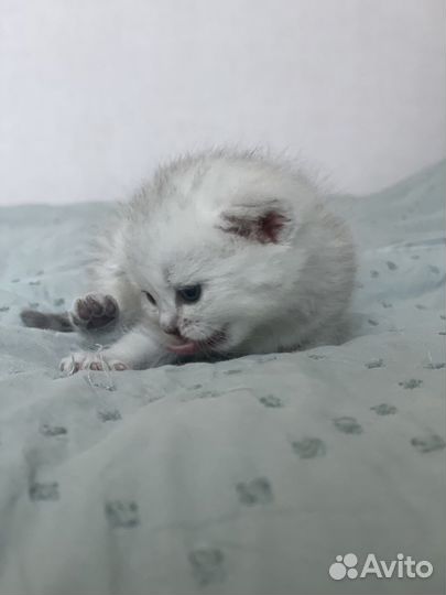 Британские серебристые котята