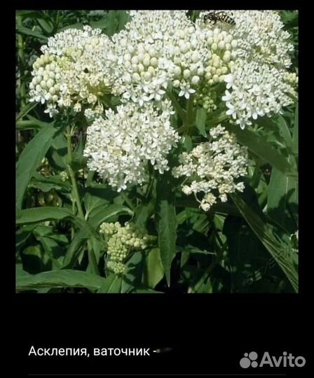 Бесзпроблемные многолетники