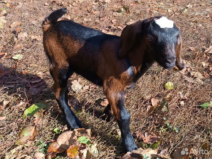 Нубийские козлята