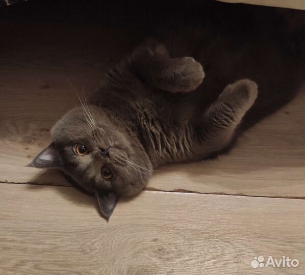 Кот на вязку