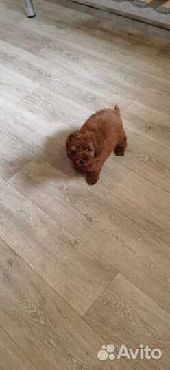 Red Brown яркая Мальтипу