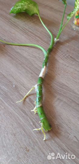 Дифенбахия, глоксиния, кислица