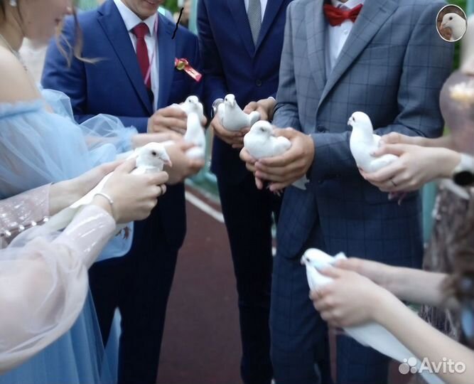 Белые спортивные голуби