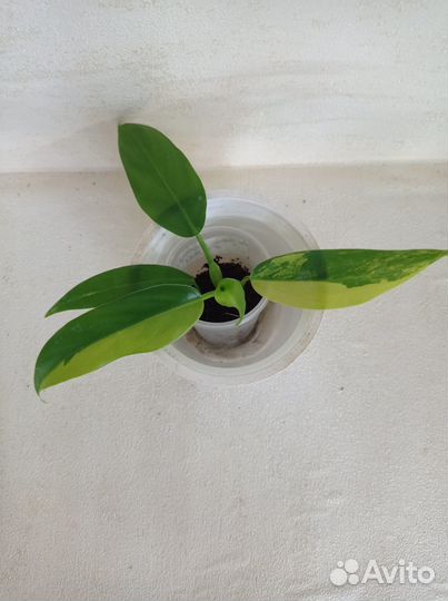 Комнатные растения (Ароидные)