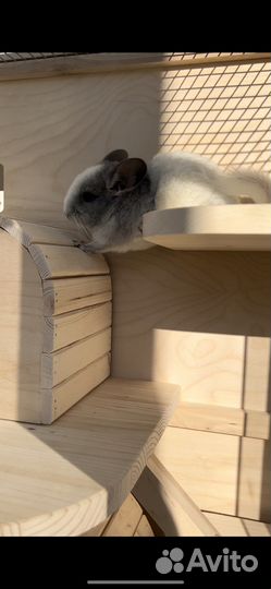 Клетка витрина для шиншиллы крыс хорьков белок