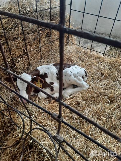 Бычки,телята,быки