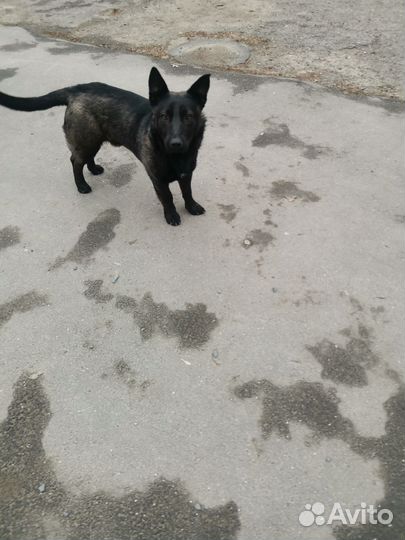 Потерялась собака