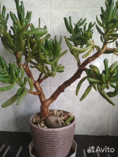 Крассула хоббит