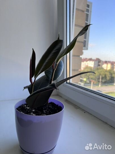 Фикус каучуконосный