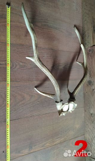 Рога оленя