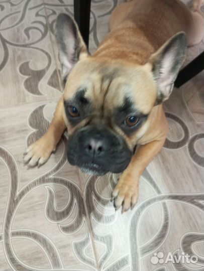 Французский бульдог