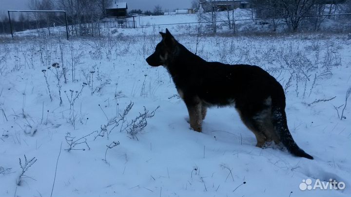 Собака для вязки