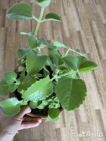 Мята комнатная