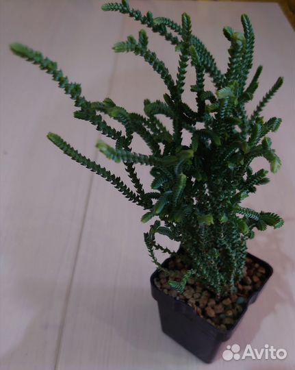 Суккуленты