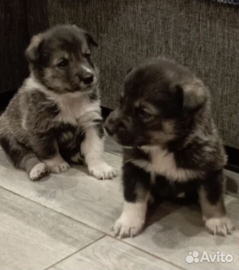 Щенки западносибирской лайки в добрые руки