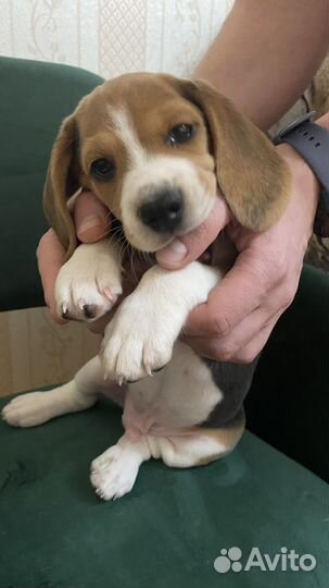 Щенок Бигль