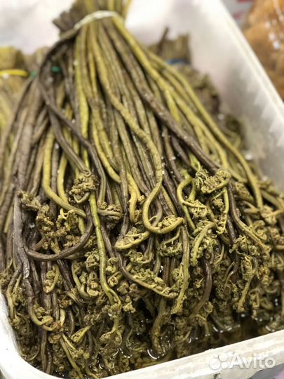 Папоротник соленый орляк