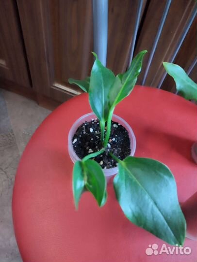 Антуриум Волна любви и Кларинервиум