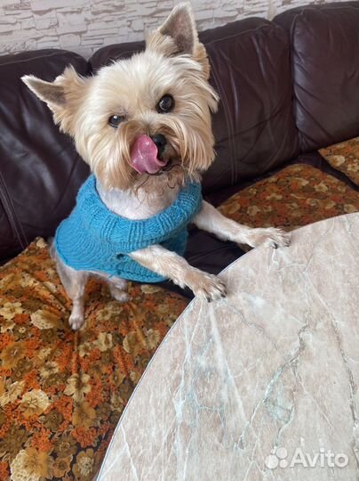 Йоркширский терьер вязка мальчик