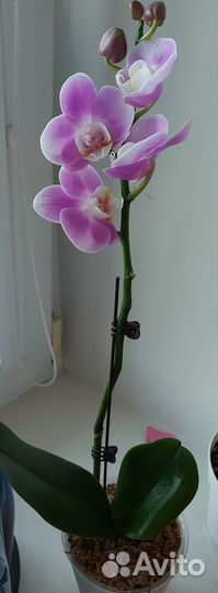 Орхидея фаленопсис
