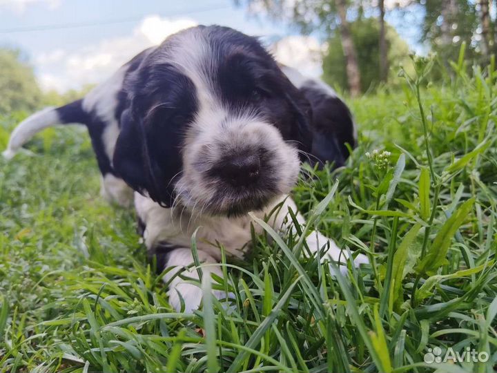 Английский кокер Спаниель