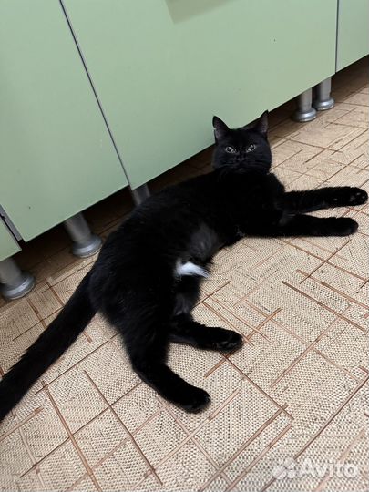 Кошка Ночка ищет дом