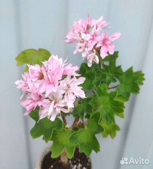 Пеларгонии. Много. Часть 3