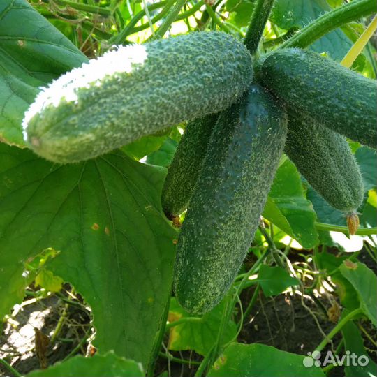 Огурцы, помидоры с огорода