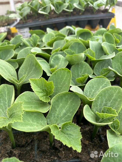 Рассада овощных культур