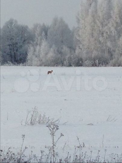 Участок 43 сот. (ИЖС)