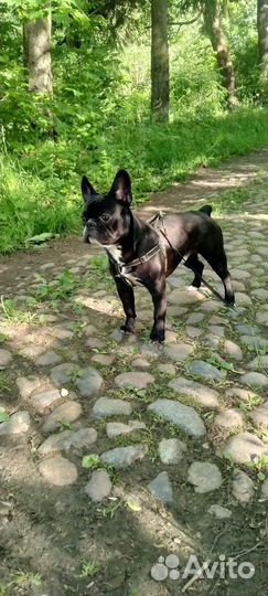 Французский бульдог кобель вязка