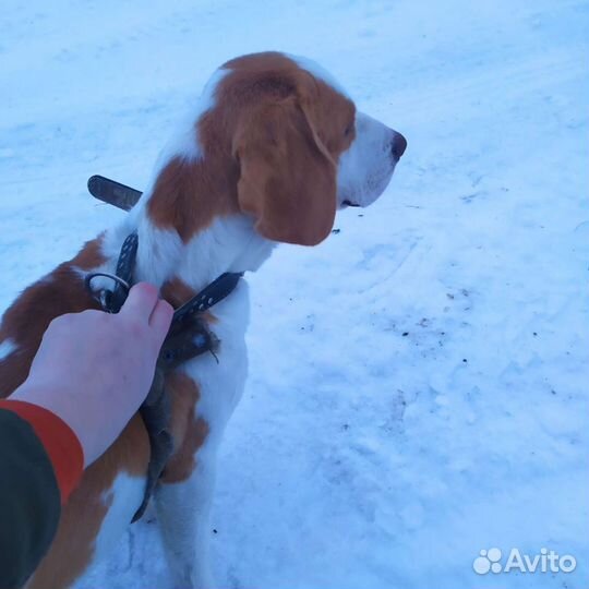 Бигль парень для вязки