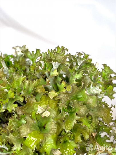 Груты и деревья из цетрарии