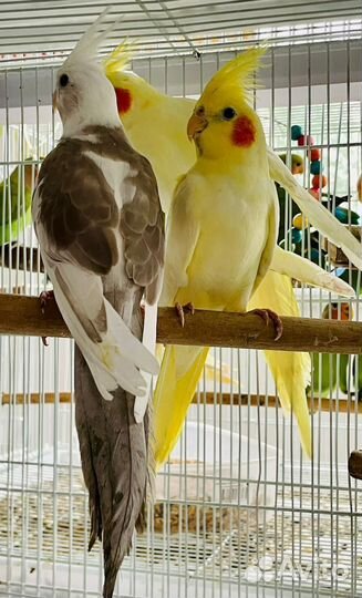 Попугай корелла птенец