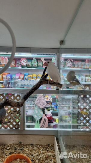 Волнистый попугай