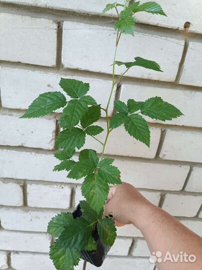 Ежевика Джамбо