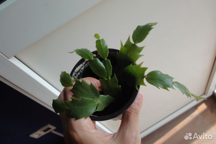 Шлюмбергера желтый белый и красный