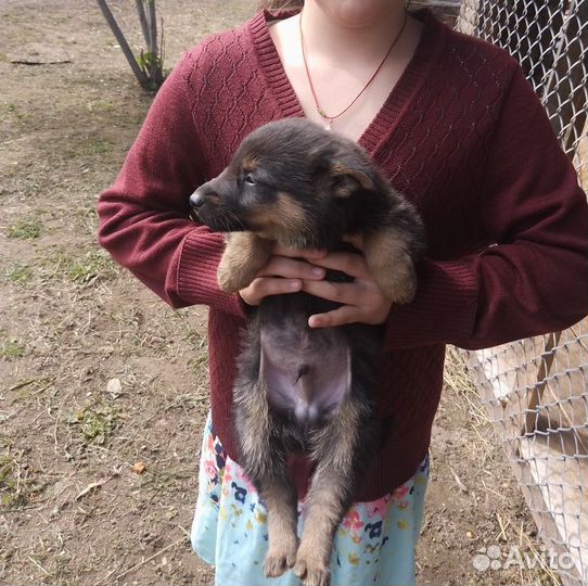 Продам щенков европейской овчарки