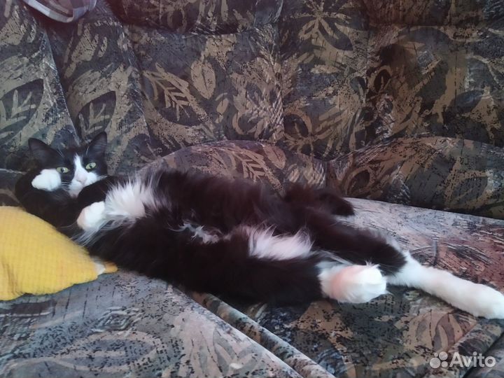 Передержка животных (кроме собак)